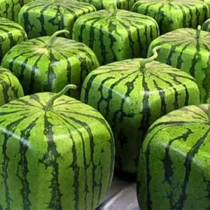 Heart and square-shaped transparent watermelon growing molds, designed to shape watermelons as they grow. Check it out on IGottaHaveItNow.